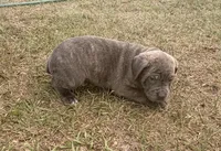 Rio, a male Cane Corso for sale in Tampa, FL – Photo 2 of 2