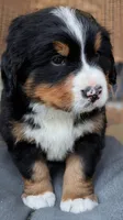 Marlin, a male Bernese Mountain Dog for sale in Douglas, GA – Photo 2 of 2
