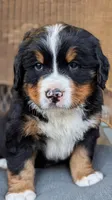 Marlin, a male Bernese Mountain Dog for sale in Douglas, GA – Photo 1 of 2