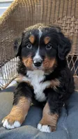 Bruce , a male Bernese Mountain Dog for sale in Douglas, GA – Photo 1 of 2