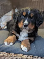 Bruce , a male Bernese Mountain Dog for sale in Douglas, GA – Photo 2 of 2