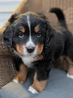 Nigel, a male Bernese Mountain Dog for sale in Douglas, GA – Photo 2 of 2
