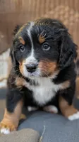 Nigel, a male Bernese Mountain Dog for sale in Douglas, GA – Photo 1 of 2