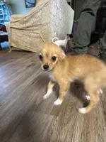 Robert, light colored chion, papillon/Chihuahua, a male Chihuahua and Papillon for sale in Coxsackie, NY – 5 of 10