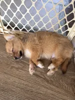 Robert, light colored chion, papillon/Chihuahua, a male Chihuahua and Papillon for sale in Coxsackie, NY – 5 of 10