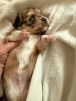 Little dark brown chion boy , a male Chihuahua and Papillon for sale in Coxsackie, NY – 4 of 8