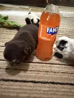 AKC chocolate male Chihuahua, a male Chihuahua for sale in Coxsackie, NY – 7 of 8