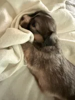 Dark female chion , a female Chihuahua and Papillon for sale in Coxsackie, NY – 2 of 9