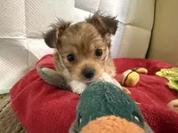 Teddy Little dark brown papillon/Chihuahua chion boy , a male Chihuahua and Papillon for sale in Coxsackie, NY – 5 of 10