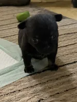 Kayla ,AKC  Tiny/Teacup size black/brown female , a female Chihuahua for sale in Coxsackie, NY – 3 of 10