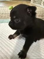 Kayla ,AKC  Tiny/Teacup size black/brown female , a female Chihuahua for sale in Coxsackie, NY – 6 of 10