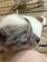 AKC Toy size White / Merle boy, a male Chihuahua for sale in Coxsackie, NY – 3 of 10