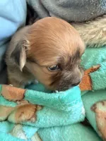 Light colored chion, a male Chihuahua and Papillon for sale in Coxsackie, NY – 4 of 10