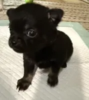 Kayla ,AKC  Tiny/Teacup size black/brown female , a female Chihuahua for sale in Coxsackie, NY – 4 of 10