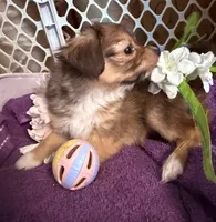  Alyssa,Dark tri female chion papillon/Chihuahua, a female Chihuahua and Papillon for sale in Coxsackie, NY – 5 of 10