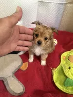 Teddy Little dark brown papillon/Chihuahua chion boy , a male Chihuahua and Papillon for sale in Coxsackie, NY – 3 of 10