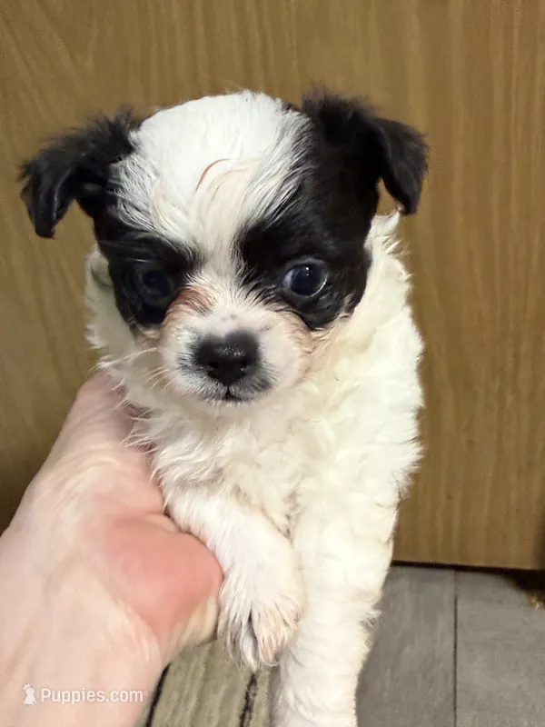 AKC Double coat Tommy, black on white  – Chihuahua puppy for sale in Coxsackie, NY