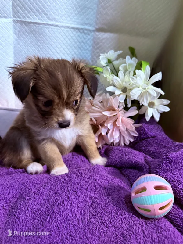  Alyssa,Dark tri female chion papillon/Chihuahua – Chihuahua, Papillon puppy for sale in Coxsackie, NY