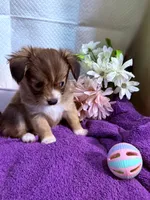  Alyssa,Dark tri female chion papillon/Chihuahua, a female Chihuahua and Papillon for sale in Coxsackie, NY – 3 of 10