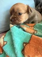 Light colored chion, a male Chihuahua and Papillon for sale in Coxsackie, NY – 6 of 10