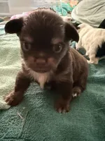 AKC chocolate male Chihuahua, a male Chihuahua for sale in Coxsackie, NY – 3 of 8