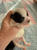 AKC Tiny toy/teacup sized white boy with black eyes , a male Chihuahua for sale in Coxsackie, NY – 2 of 10