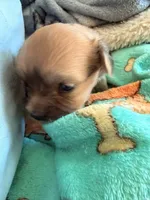 Light colored chion, a male Chihuahua and Papillon for sale in Coxsackie, NY – 2 of 10