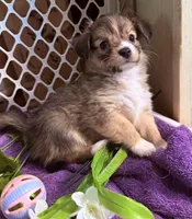  Alyssa,Dark tri female chion papillon/Chihuahua, a female Chihuahua and Papillon for sale in Coxsackie, NY – 8 of 10