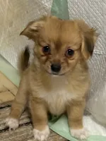 Robert, light colored chion, papillon/Chihuahua, a male Chihuahua and Papillon for sale in Coxsackie, NY – 1 of 10