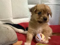Robert, light colored chion, papillon/Chihuahua, a male Chihuahua and Papillon for sale in Coxsackie, NY – 4 of 8