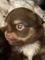 AKC chocolate male Chihuahua, a male Chihuahua for sale in Coxsackie, NY – 5 of 8