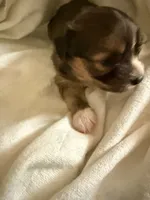 Dark female chion , a female Chihuahua and Papillon for sale in Coxsackie, NY – 6 of 9