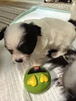 AKC Tiny toy sized white boy with black eyes , a male Chihuahua for sale in Coxsackie, NY – 2 of 10