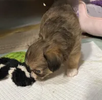 Teddy Little dark brown papillon/Chihuahua chion boy , a male Chihuahua and Papillon for sale in Coxsackie, NY – 7 of 10