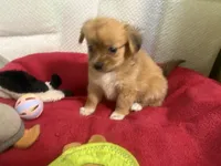 Robert, light colored chion, papillon/Chihuahua, a male Chihuahua and Papillon for sale in Coxsackie, NY – 6 of 8