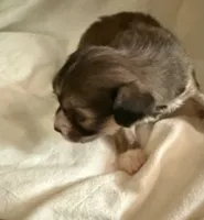 Dark female chion , a female Chihuahua and Papillon for sale in Coxsackie, NY – 3 of 9