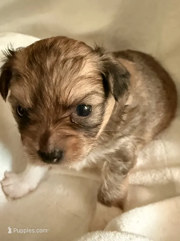 Little dark brown chion boy  – Chihuahua, Papillon puppy for sale in Coxsackie, NY