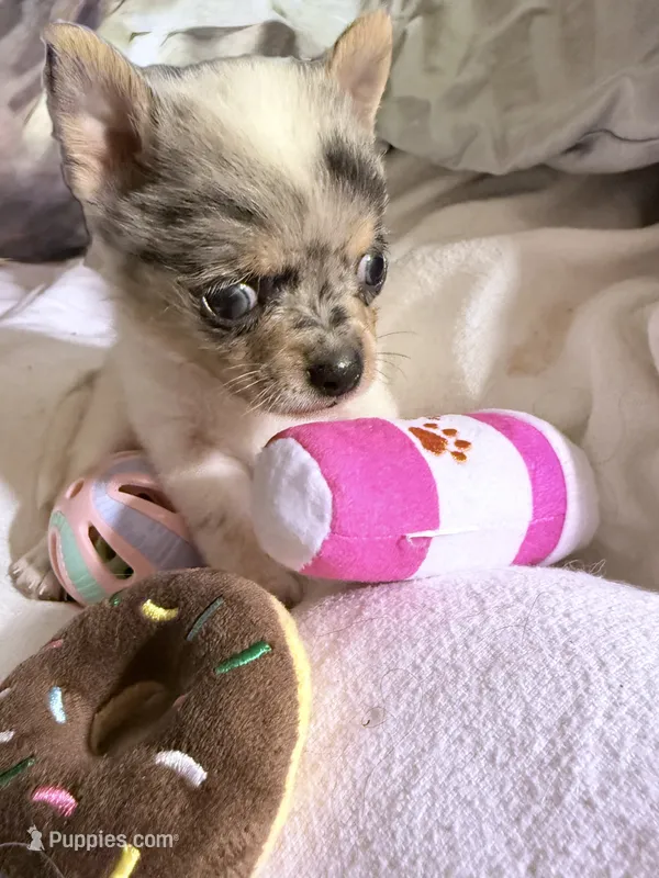 AKC Toy size White / Merle boy – Chihuahua puppy for sale in Coxsackie, NY