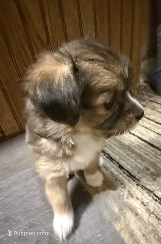 Dark female chion  – Chihuahua, Papillon puppy for sale in Coxsackie, NY