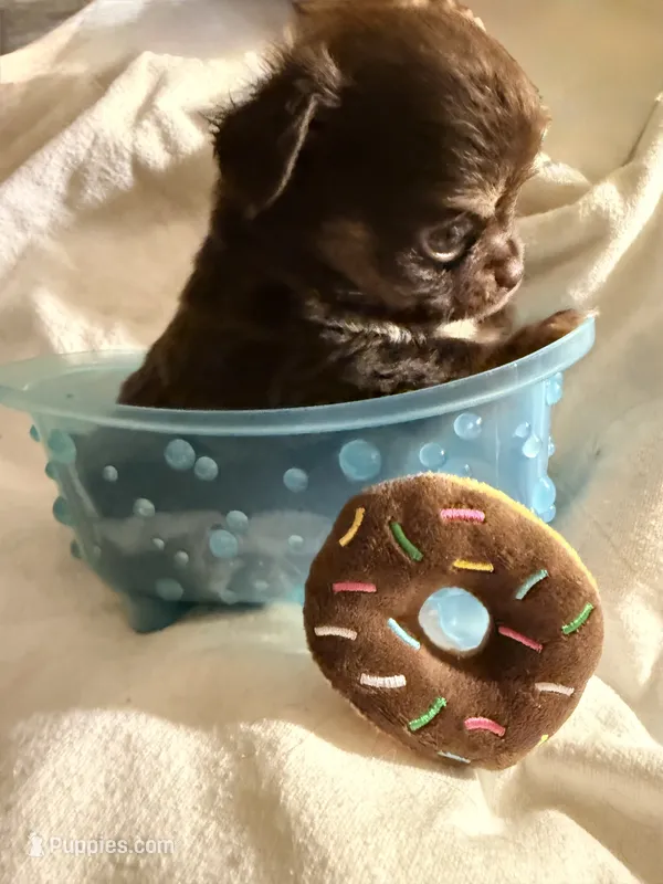AKC chocolate male Chihuahua – Chihuahua puppy for sale in Coxsackie, NY