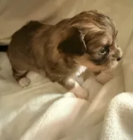 Little dark brown chion boy , a male Chihuahua and Papillon for sale in Coxsackie, NY – 8 of 8