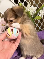  Alyssa,Dark tri female chion papillon/Chihuahua, a female Chihuahua and Papillon for sale in Coxsackie, NY – 4 of 10