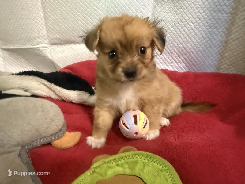 Robert, light colored chion, papillon/Chihuahua, a male Chihuahua and Papillon for sale in Coxsackie, NY – 1 of 8