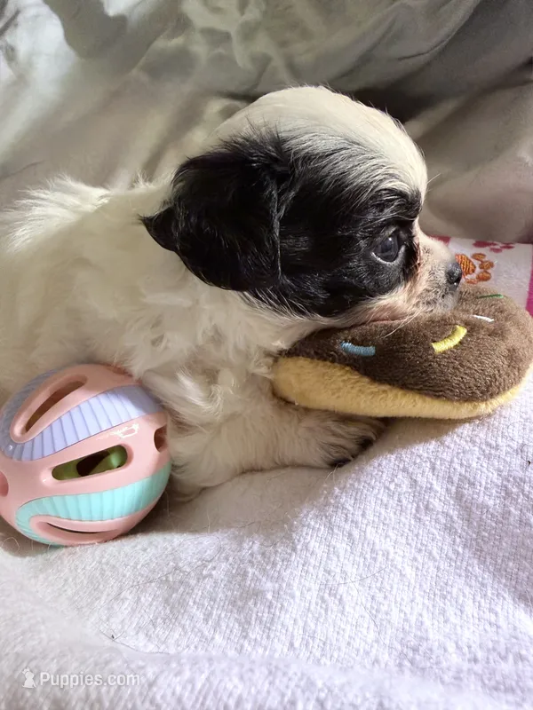 AKC Tiny toy sized white boy with double coat, – Chihuahua puppy for sale in Coxsackie, NY