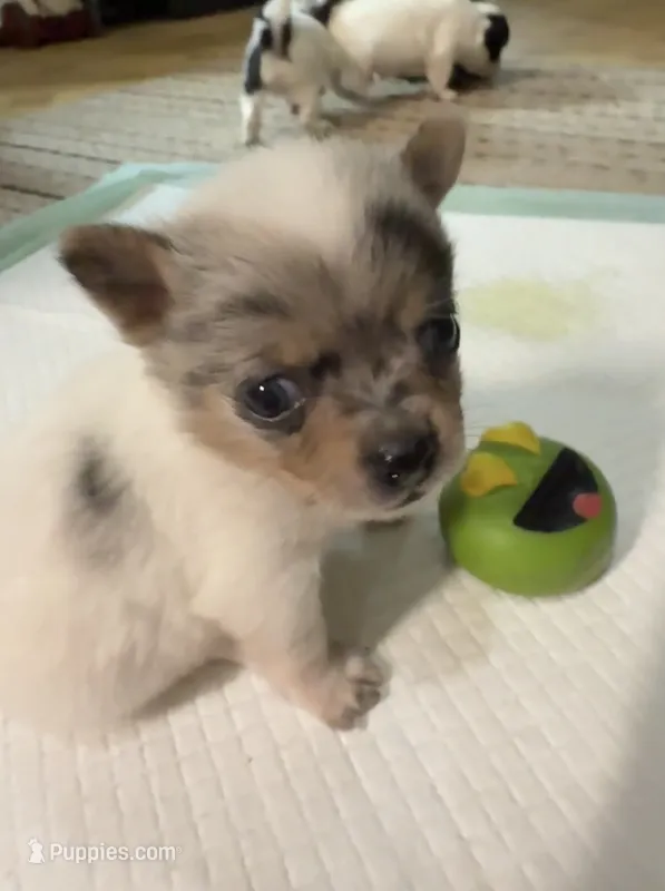 AKC Toy size White / Merle boy – Chihuahua puppy for sale in Coxsackie, NY
