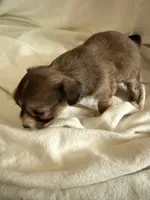 Dark female chion , a female Chihuahua and Papillon for sale in Coxsackie, NY – 5 of 9