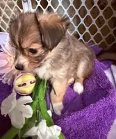  Alyssa,Dark tri female chion papillon/Chihuahua, a female Chihuahua and Papillon for sale in Coxsackie, NY – 9 of 10