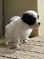 AKC Tiny toy sized white boy with black eyes , a male Chihuahua for sale in Coxsackie, NY – 6 of 10