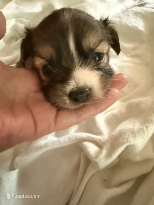 Dark female chion  – Chihuahua, Papillon puppy for sale in Coxsackie, NY