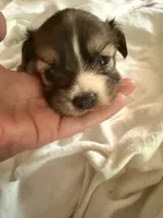 Dark female chion , a female Chihuahua and Papillon for sale in Coxsackie, NY – 1 of 9